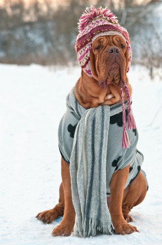 What's the Best Heater Temperature in Winter to Protect My Pets?